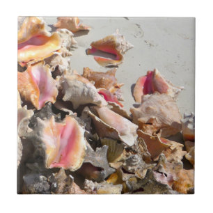 Seashells auf den Türken des Strand- und dem Fliese