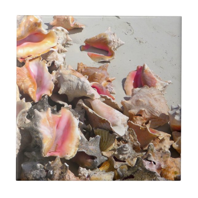 Seashells auf den Türken des Strand-| und dem Fliese (Vorderseite)