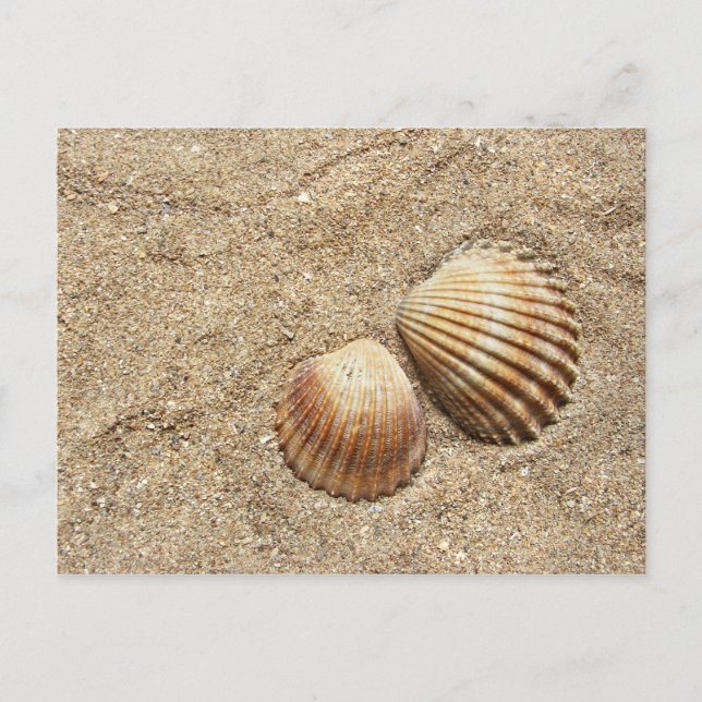 Seashells auf der Sand-Postkarte Postkarte (Vorderseite)