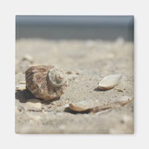 Seashells auf Sand durch das Meer Magnet