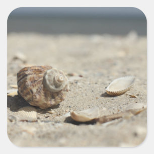 Seashells auf Sand durch das Meer Quadratischer Aufkleber