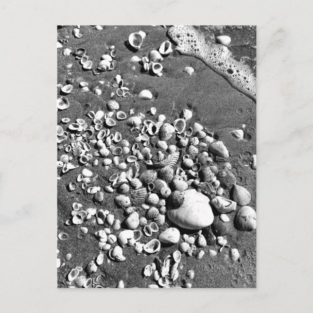 Seashells Beach Black & White Florida Foto Postkarte (Vorderseite)