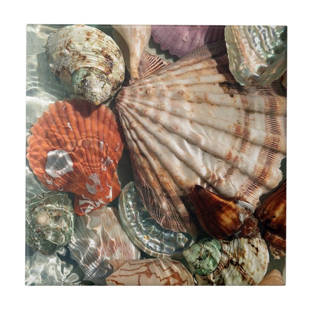 Seashells Fliese (Vorderseite)