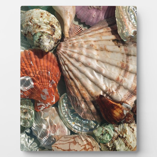 Seashells Fotoplatte (Vorderseite)