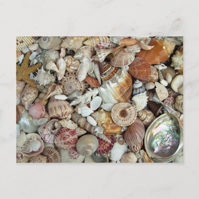 Seashells Galore Postkarte (Vorderseite)