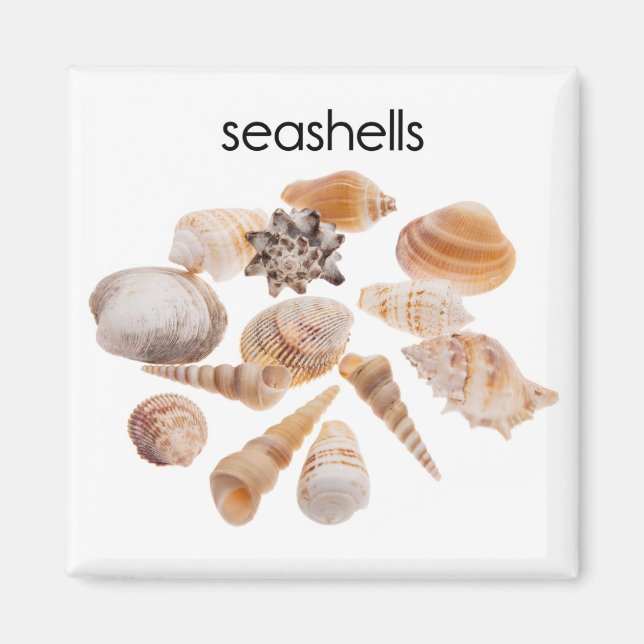 Seashells Kühlschrank Magnet (Vorne)