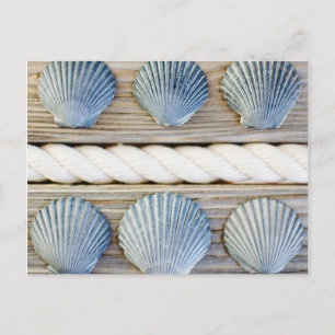Seashells   New York City Postkarte