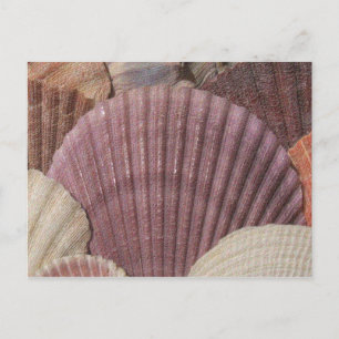 Seashells Postcard Postkarte