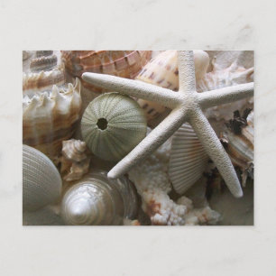 Seashells Postcard Postkarte