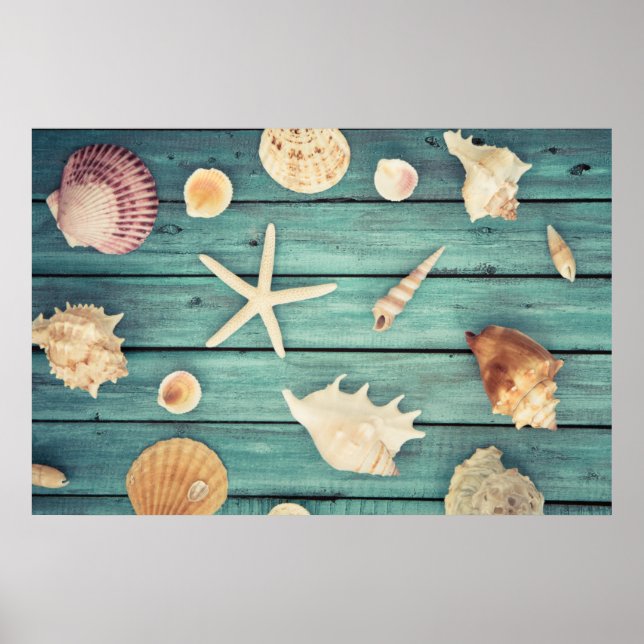 Seashells Selection Poster (Vorne)