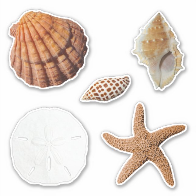 Seashells Starfish Sand Dollar Junonia Lions Paw Aufkleber (Vorderseite)