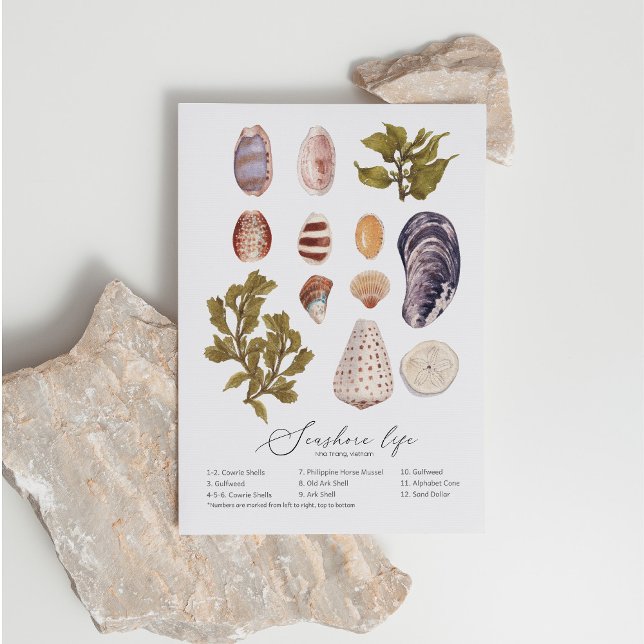 Seashore Life Postcard Feiertagspostkarte (Von Creator hochgeladen)