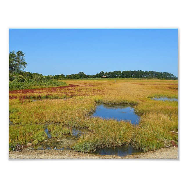Seashore Marsh Foto Print (Vorne)