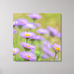 Seaside Daisies Leinwanddruck