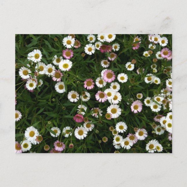 Seaside Daisies Postkarte (Vorderseite)