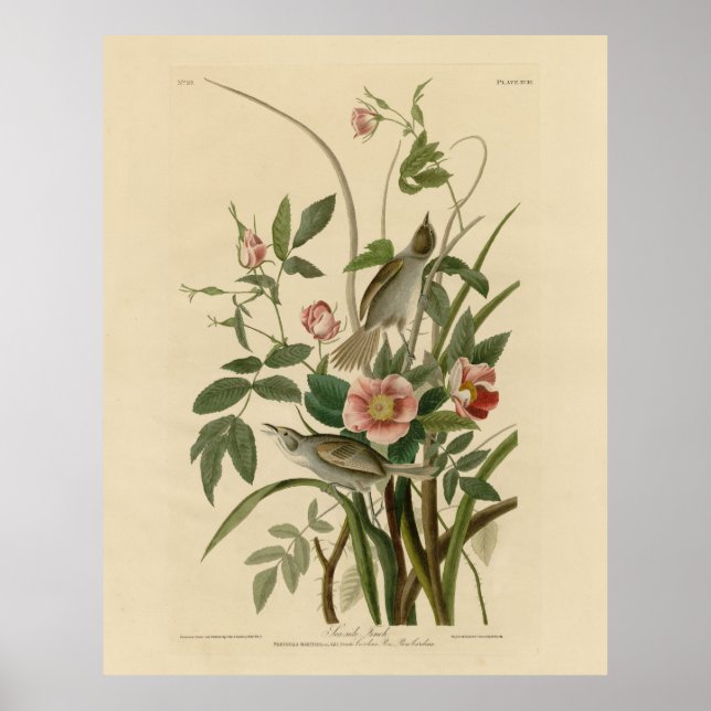Seaside Finch (Sparrow) Audubon's Birds of America Poster (Vorne)