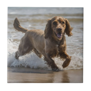 "Seaside Fun: A Cocker Spaniel Play in the Ocean Fliese