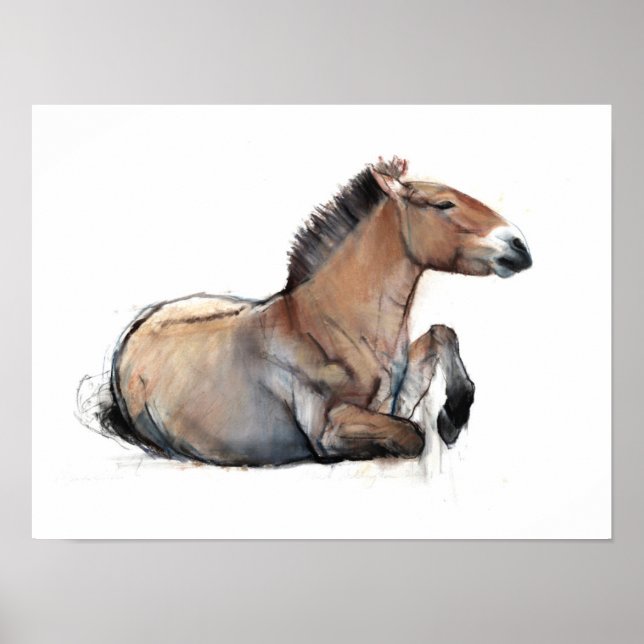 Seated Przewalski 2011 Poster (Vorne)