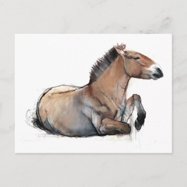 Seated Przewalski 2011 Postkarte (Vorderseite)