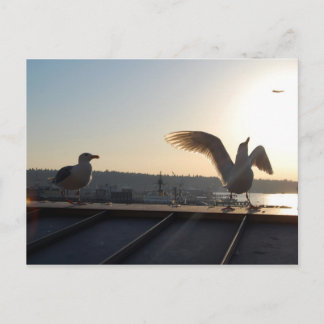 Seattle Seagulls Postkarte