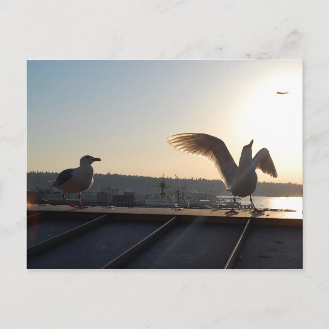 Seattle Seagulls Postkarte (Vorderseite)