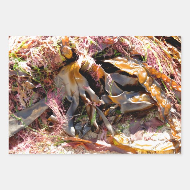 SEAWEED GESCHENKPAPIER SET (Vorderseite)