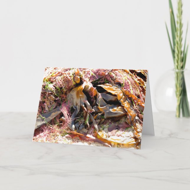 SEAWEED KARTE (Vorderseite)