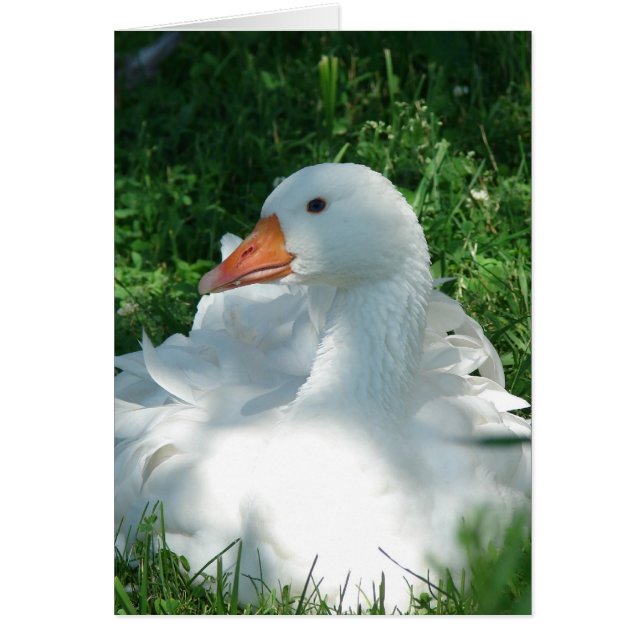 Sebbie Goose (Vorne)