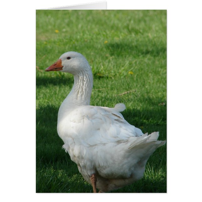 Sebbie Goose (Devant)