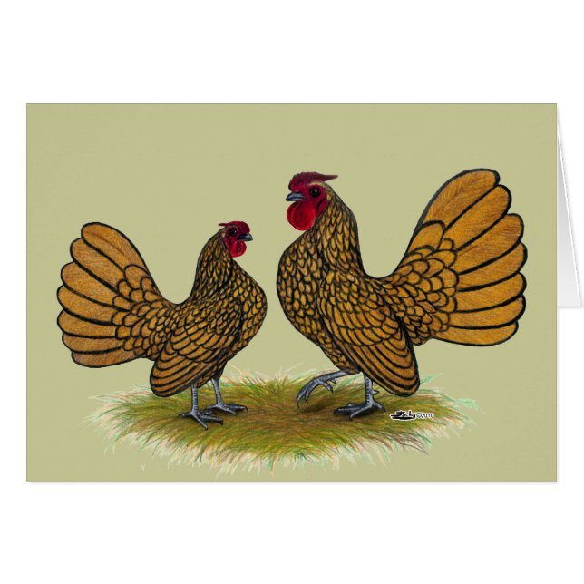 Sebright Bantams: Golden (Vorderseite (Horizontal))