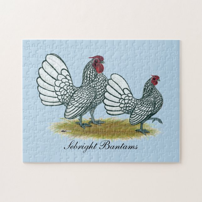 Sebright Bantams: Silber (Horizontal)