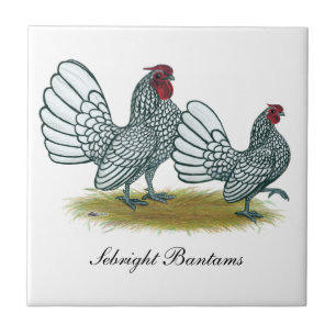 Sebright Bantams: Silber Fliese