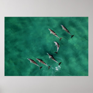 SECHS DOLPHINEN AM KALMWASSER POSTER