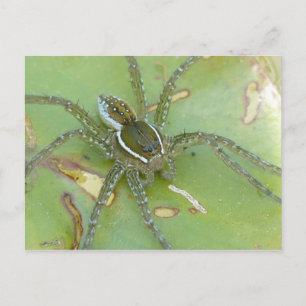 Sechs gepunktete Spinnenspinne Postkarte
