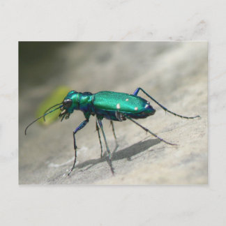 Sechs-gepunktete Tigerkäfer-Postkarte - Maßgeschne Postkarte