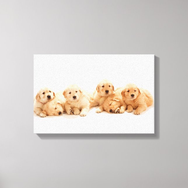 Sechs Golden Retriever Welpen Leinwanddruck (Vorderseite)