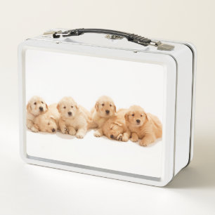 Sechs Golden Retriever Welpen Metall Brotdose