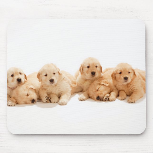 Sechs Golden Retriever Welpen Mousepad (Vorne)