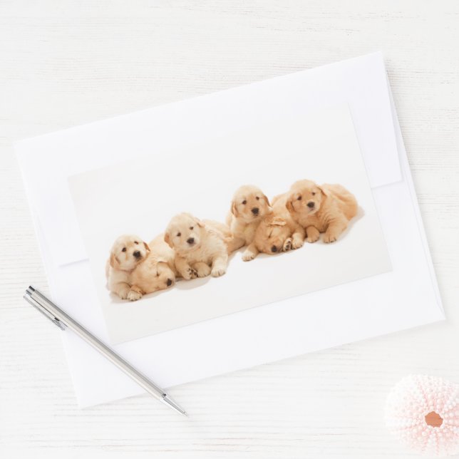 Sechs Golden Retriever Welpen Rechteckiger Aufkleber (Umschlag)