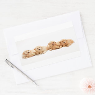 Sechs Golden Retriever Welpen Rechteckiger Aufkleber