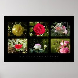 sechs kleine Rose Poster