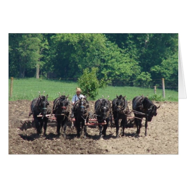 Sechs Pferde am Arbeitsplatz (Vorderseite (Horizontal))