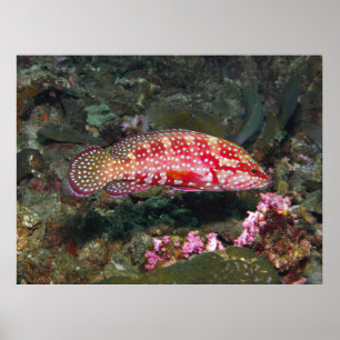 Sechs-Spot-Grouper Poster