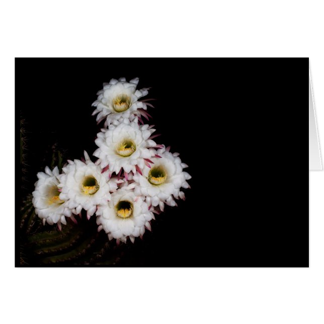 Sechzigste Blüte der reicheren Kakteen (Vorderseite (Horizontal))