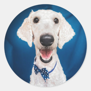 Secourir chien Poodle Classic Round Sticker