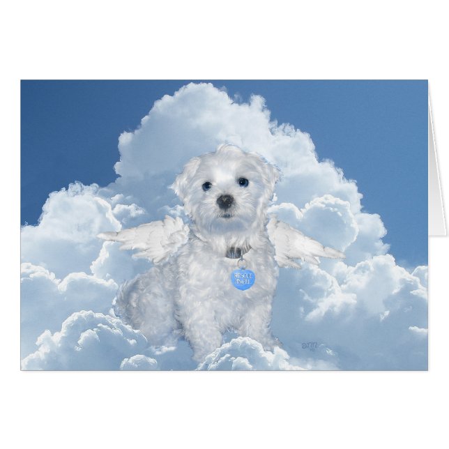 Secourt maltaise Angel (Devant horizontal)