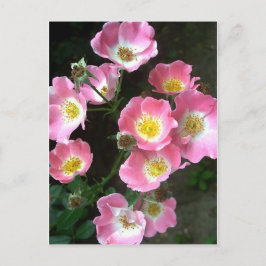 Secret Garden Rose Foto Postkarte