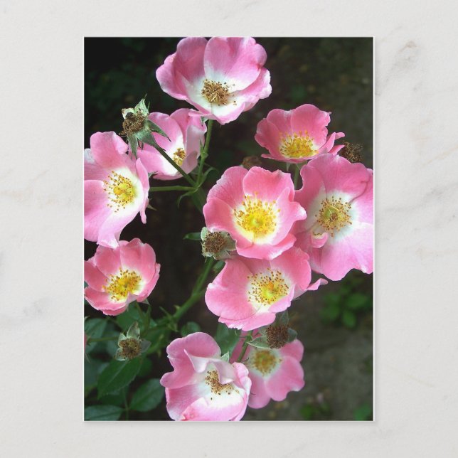 Secret Garden Rose Foto Postkarte (Vorderseite)