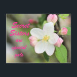 Secret Sister Apple Blossom Postcard - anpassen Postkarte<br><div class="desc">ändern Sie die Wörter vorne und hinten,  wie Sie möchten. Rufen Sie meinen ABSCHNITT "ASSORTED BLUME" auf oder geben Sie in meinem Suchfeld in der Nähe meiner rechten Seitenleiste Apple Blossoms ein,  um eine Auswahl an passenden Karten,  Briefmarke und anderen passenden Gegenständen zu sehen</div>