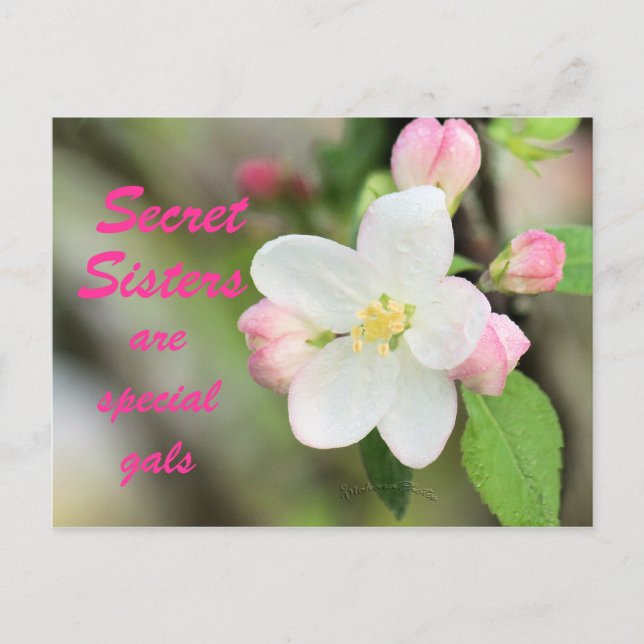 Secret Sister Apple Blossom Postcard - anpassen Postkarte (Vorderseite)